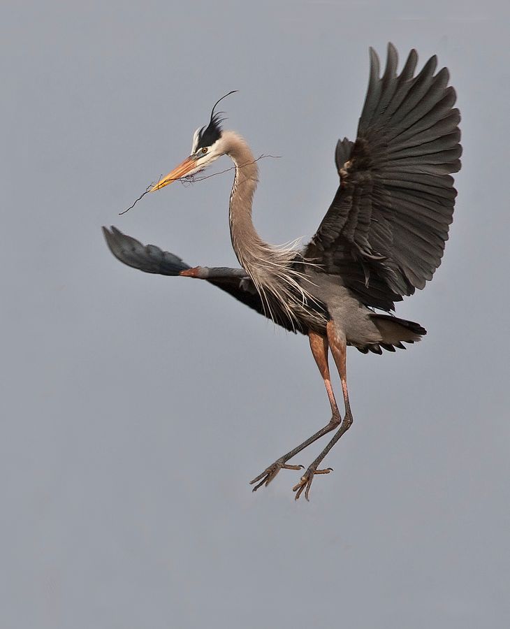 Great Blue Heron Rookery Richmond, VA IMG_2594a