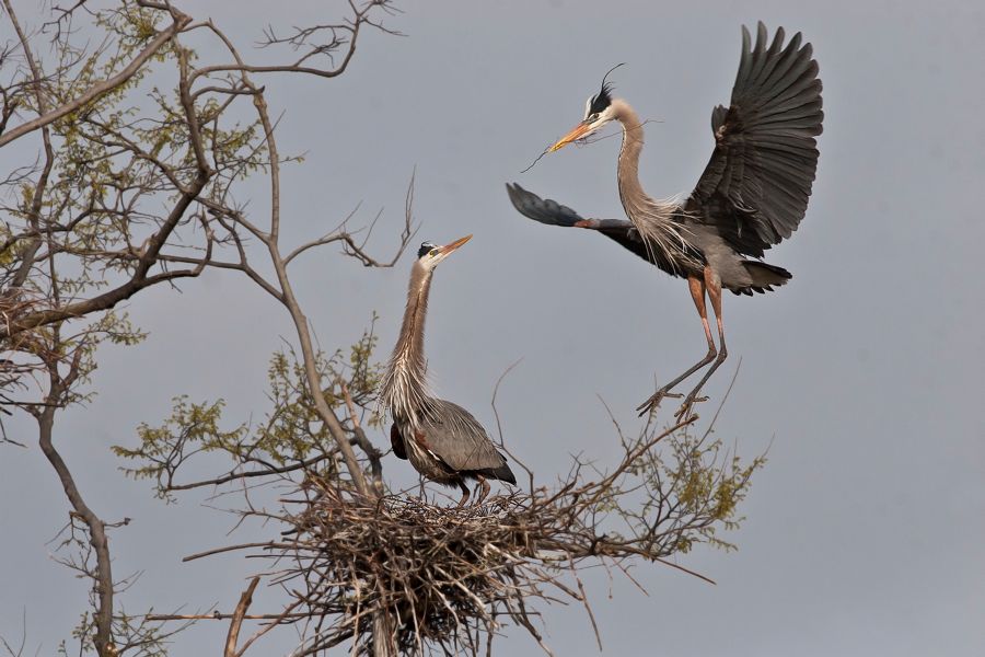 Great Blue Heron Rookery Richmond, VA IMG_2594b