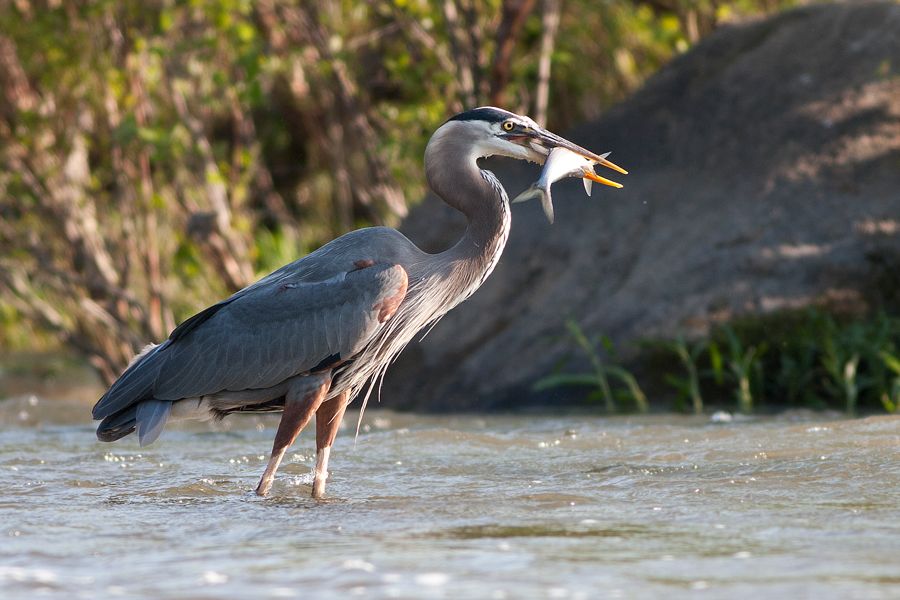 Great Blue Heron Rookery Richmond, VA IMG_4274