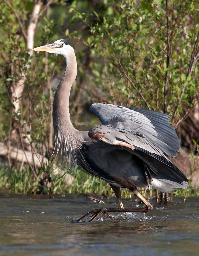 Great Blue Heron Rookery Richmond, VA IMG_4285