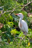 Cattle Egret Gatorland, FL IMG_8829