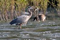 Great Blue Heron Rookery Richmond, VA IMG_4302