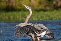 Great Blue Heron Rookery Richmond, VA IMG_4578