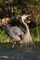 Great Blue Heron Rookery Richmond, VA IMG_4655