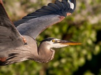 Great Blue Heron Rookery Richmond, VA IMG_4661