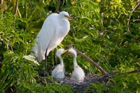 Great Egret and Chicks Gatorland, FL IMG_8435