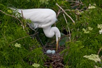 Great Egret Gatorland, FL IMG_8776