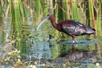 Glossy Ibis Orlando Wetlands Parl, FL IMG_7642