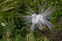 Great Egret Gatorland, FL IMG_8897