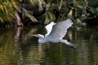 Great Egret Gatorland, FL IMG_9157