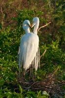 Great Egrets Courtship Ritual Gatorland, FL IMG_8261
