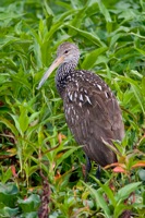 Limpkin Lake Tohopekaliga, FL IMG_6839