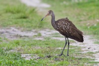 Limpkin Orlando Wetlands Park, FL IMG_5826