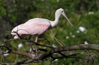 Roseate Spoonbill Gatorland, FL IMG_9309