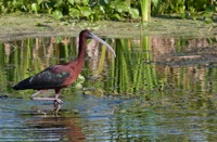Glossy Ibis Orlando Wetlands, Park FL IMG_7677