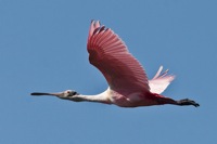 Roseate Spoonbill Merritt Island NWR, Florida IMG_6245