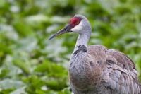 Sandhill Crane Orlando Wetlands Park, FL IMG_5773