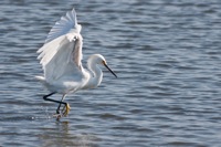 Snowy Egret Chincoteague NWR, VA IMG_6702