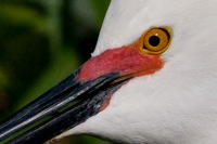 Snowy Egret Gartorland, FL IMG_8465