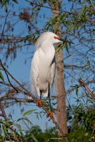 Snowy Egret Gatorland, FL IMG_8450