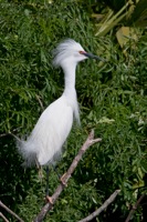 Snowy Egret Gatorland, FL IMG_9116a