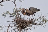 Great Blue Heron Rookery Richmond, VA IMG_2583