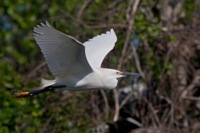 Snowy Egret Gatorland, FL IMG_9186