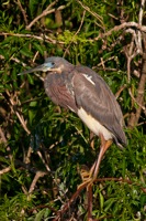 Tri-colored Heron Gatorland, FL IMG_8330