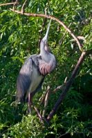 Tri-colored Heron Gatorland, FL IMG_8347