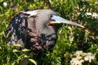 Tri-colored Heron Gatorland, FL IMG_8369 