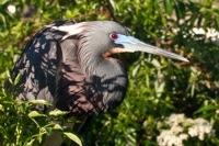 Tri-colored Heron Gatorland, FL IMG_8369