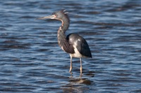 Tri-colored Heron Merritt Island NWR, FL IMG_5998