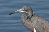 Tri-colored Heron Merritt Island NWR, FL IMG_6136