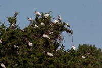 White Ibis Eastern Shore, VA IMG_6583