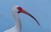 White Ibis Gatorland, FL IMG_8568