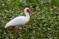 White Ibis Orlando Wetlands Park, FL IMG_5901