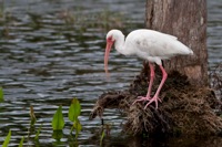 White Ibis Orlando Wetlands Park, FL IMG_5910