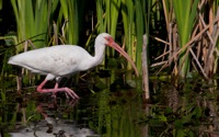 White Ibis Orlando Wetlands Park, FL IMG_7851