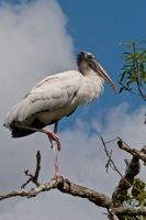 Wood Stork Gatorland, FL IMG_8735