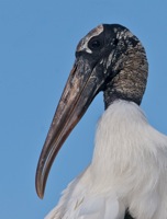 Wood Stork Orlando Wetlands, FL IMG_8702