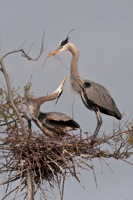 Great Blue Heron Rookery Richmond, VA IMG_2602