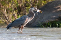 Great Blue Heron Rookery Richmond, VA IMG_4274