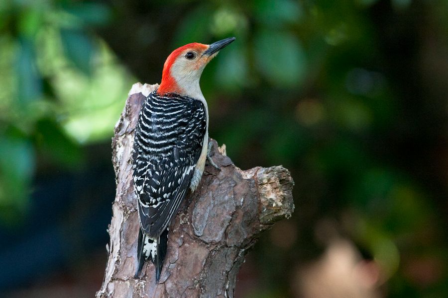 Red-Bellied Woodpecker Richmond, VA IMG_9576