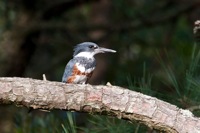 Belted Kingfisher Chincoteague NWR, VA IMG_5922