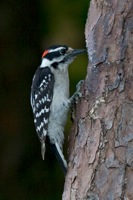 Downy Woodpecker Male Richmond, VA IMG_9323