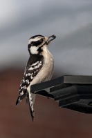 Downy Woodpecker Richmond, VA IMG_1136