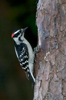 Downy Woodpecker Richmond, VA IMG_9428