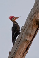 Pileated Woodpecker Dutch Gap Conservation Area, VA IMG_3068