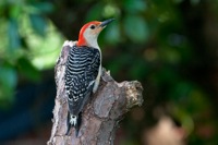 Red-Bellied Woodpecker Richmond, VA IMG_9576