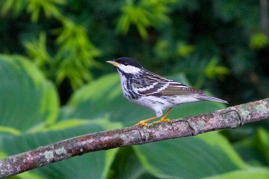 Blackpoll Warbler Richmond, VA IMG_9703